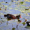 Black-bellied Whistling-Ducks 2-4-25