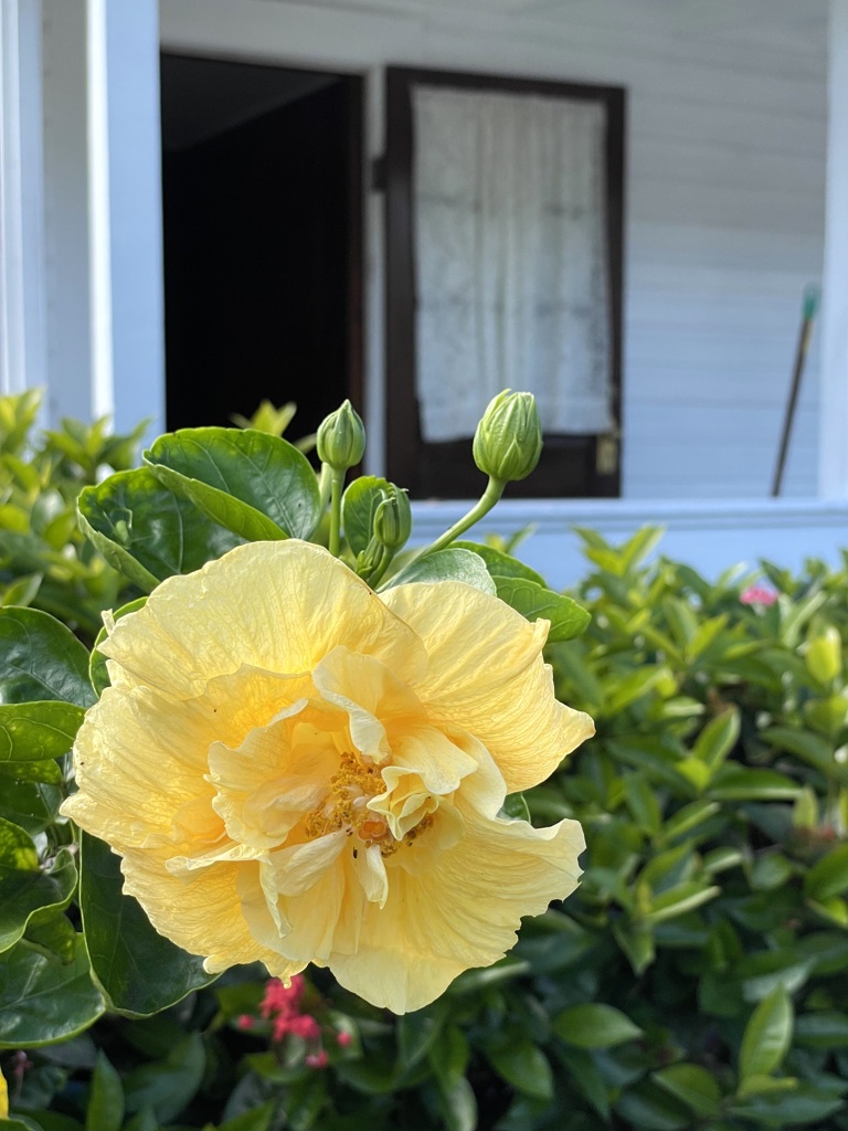 Hibiscus 12-14-21