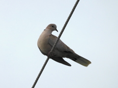 Eurasian Collared Dove I 9-24-23