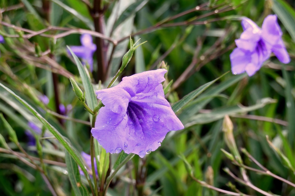 Ruellia simplex 7-25-23