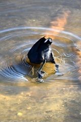 ふんばるおちり　11-18-25