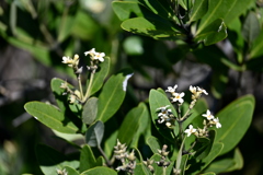 Black Mangrove 6-26-25