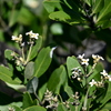 Black Mangrove 6-26-25