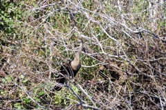 Anhinga 10-15-25