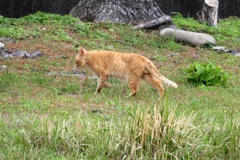 157 山羊と共存するねこ 2024-4-17