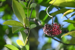 Hoya pubicalyx I 7-17-25
