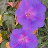 Morning Glories III 4-6-23