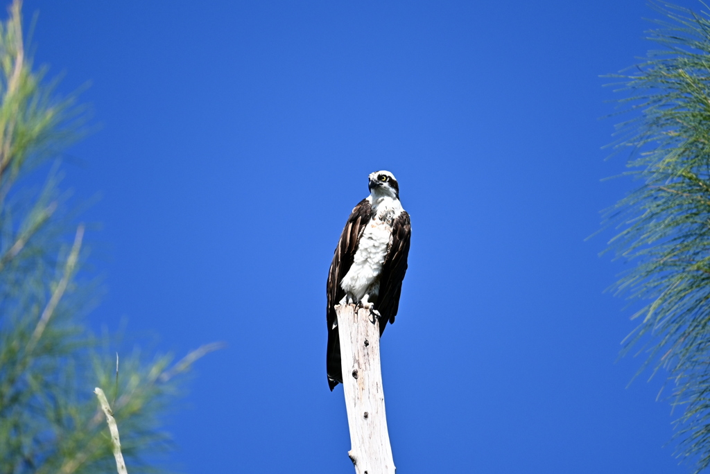 Osprey 3-iv 8-31-24