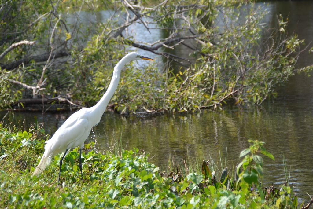 Great Egret again I 1-24-23