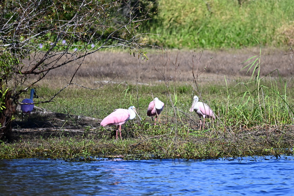 Roseate Spoonbill Family  10-15-25