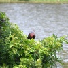 Glossy Ibis 3-5-24