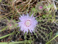 Purple Thistle III 3-6-24