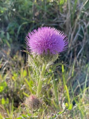 Bull Thistle II 3-22-23