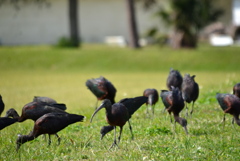 Glossy Ibises II 1-24-23