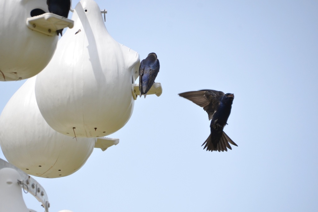 Purple Martins V 3-5-24