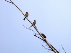 House Finches I 10-22-23