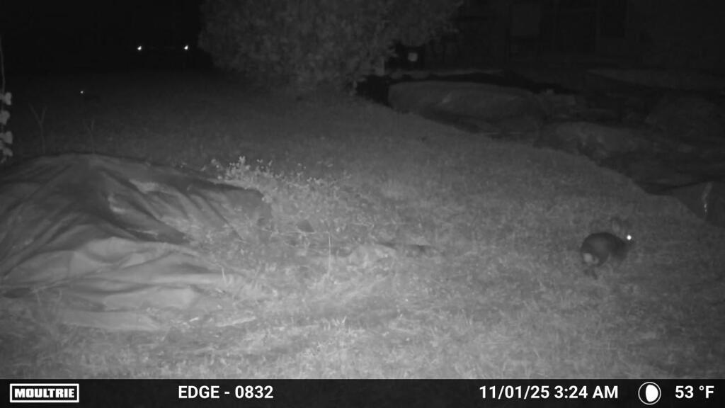 夜中のうさぎ　11-1-25