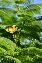 Royal Poinciana 7-17-25