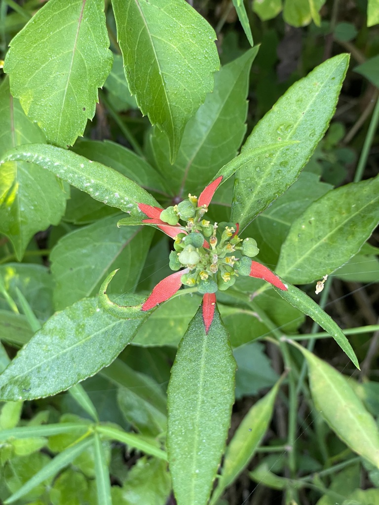 Euphorbia cyathophora II 4-6-23