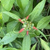 Euphorbia cyathophora II 4-6-23