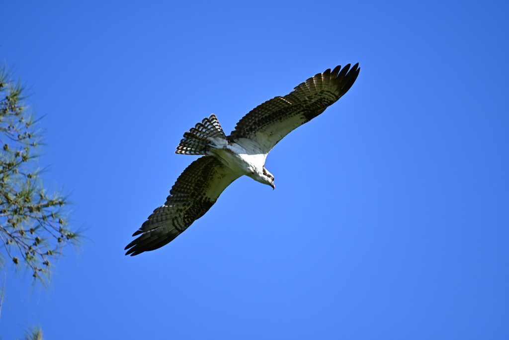 Osprey 1-iii 8-31-24