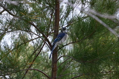 In the Australian Pines 3-8-25