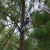 In the Australian Pines 3-8-25
