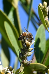 Africanized Bee 6-26-25