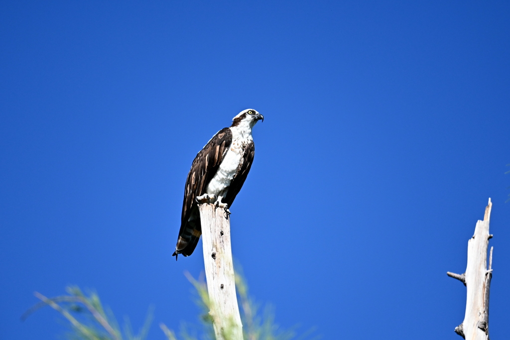 Osprey 3-iii 8-31-24