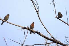 House Finches II 10-22-23