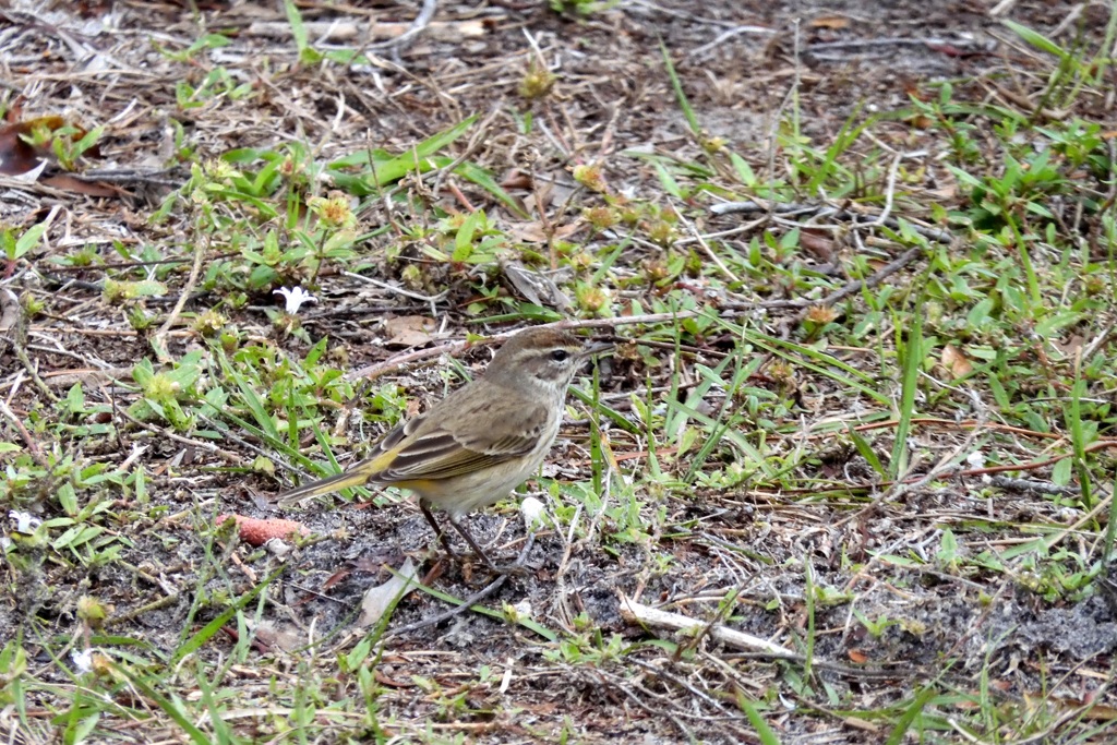 Setophaga palmarum palmarum 2-4-24
