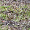 Setophaga palmarum palmarum 2-4-24