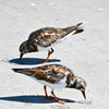 Ruddy Turnstones 3-26-25