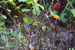 Juvenile Northern Cardinal and Papa
