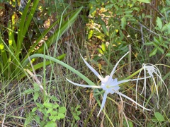 Hymenocallis latifolia　8-30-25