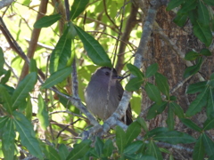 Gray Catbird II 2-22-23