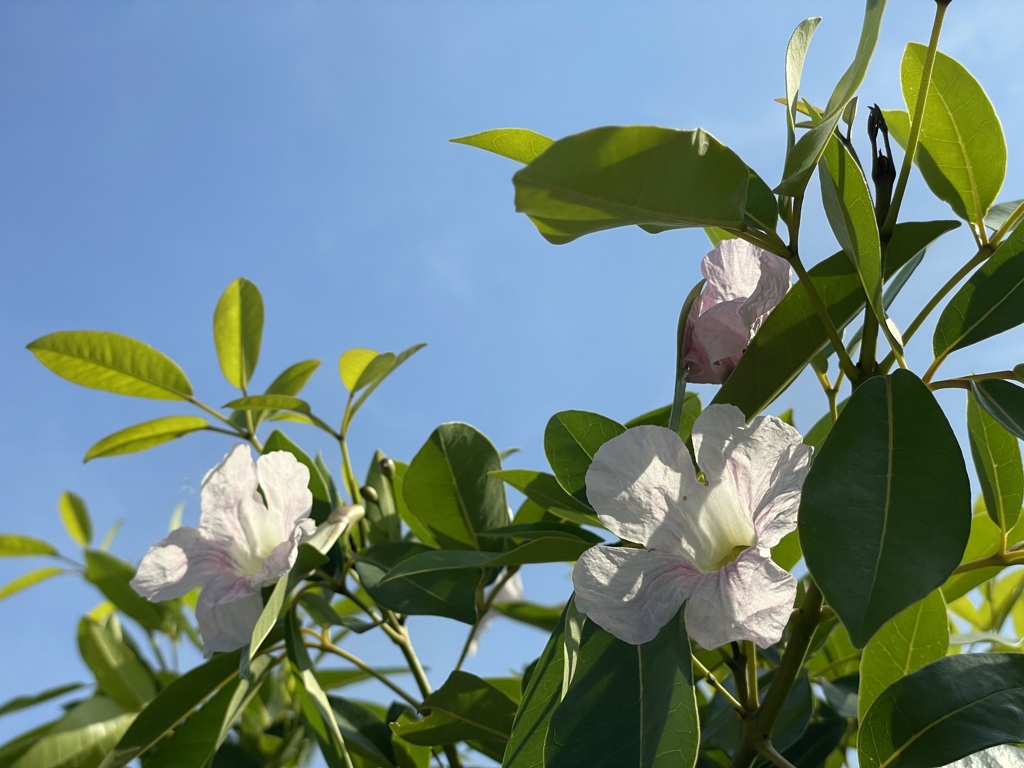 Tabebuia pallida No1-IV 5-11-23
