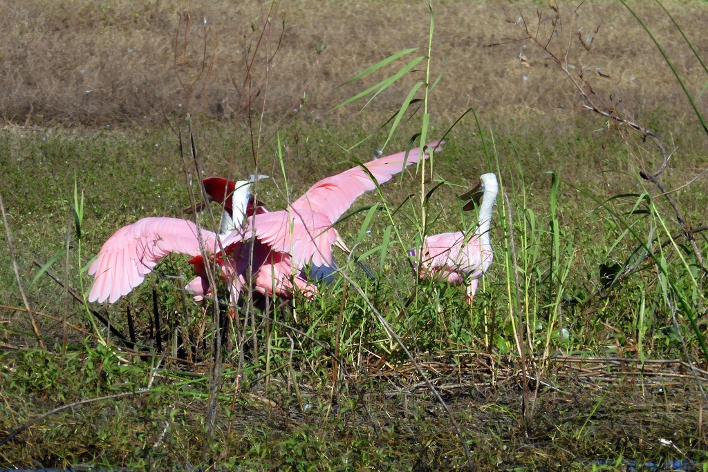 ケンカしないの　10-15-25
