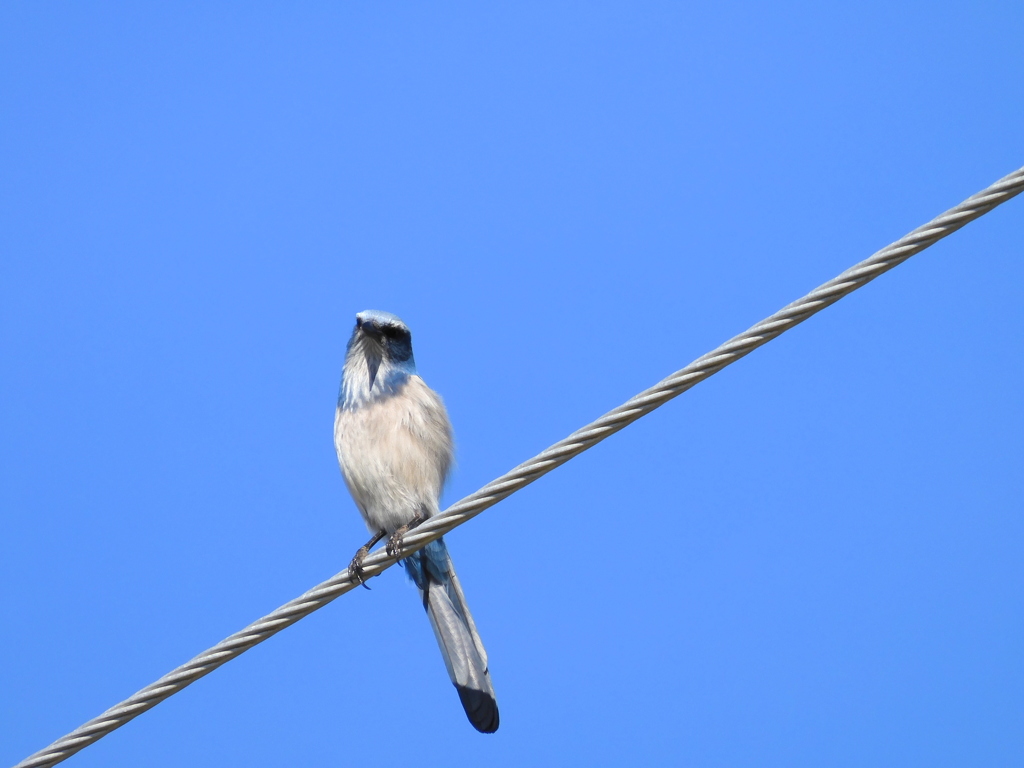 Florida Scrub Jay I 1-18-23