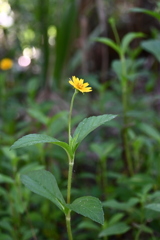 Trailing Daisy I 7-9-25