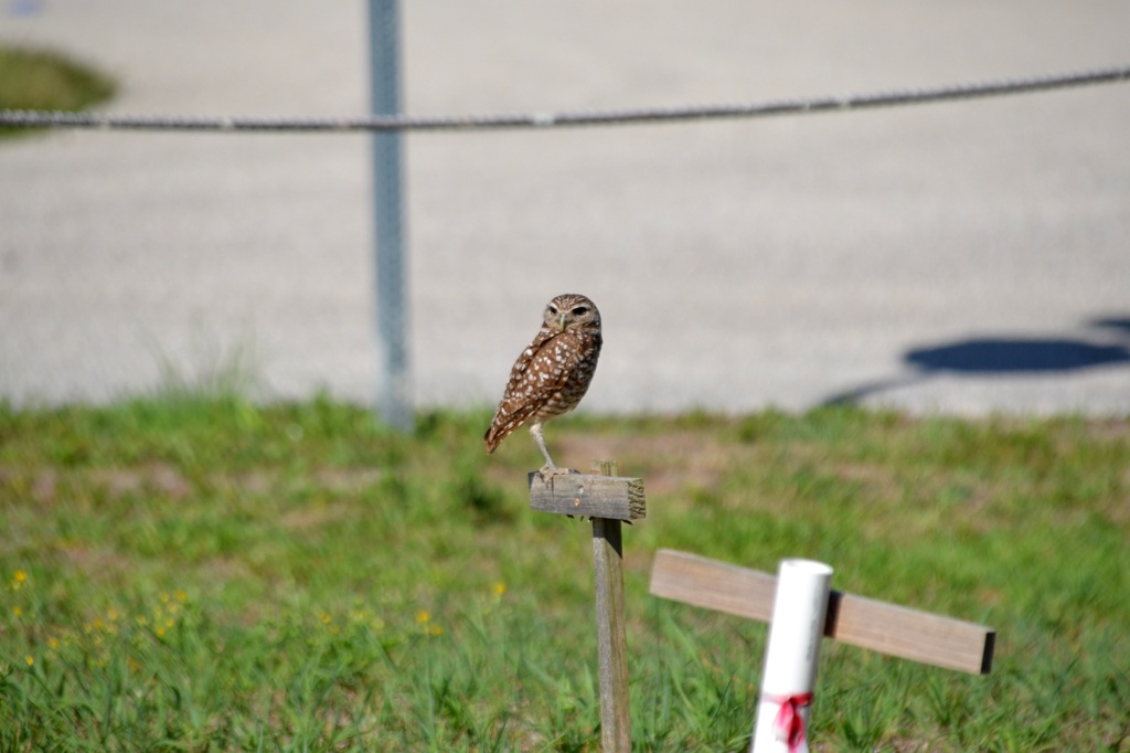 Burrowing Owl Parent I 5-11-22