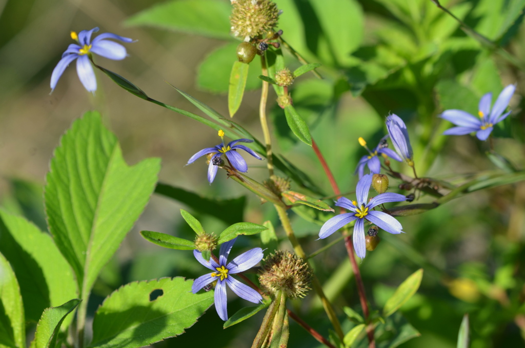 Blue Eyed Grass IV 2-9-23