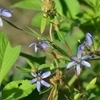Blue Eyed Grass IV 2-9-23