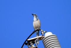 Florida Scrub Jay VII 2-27-24