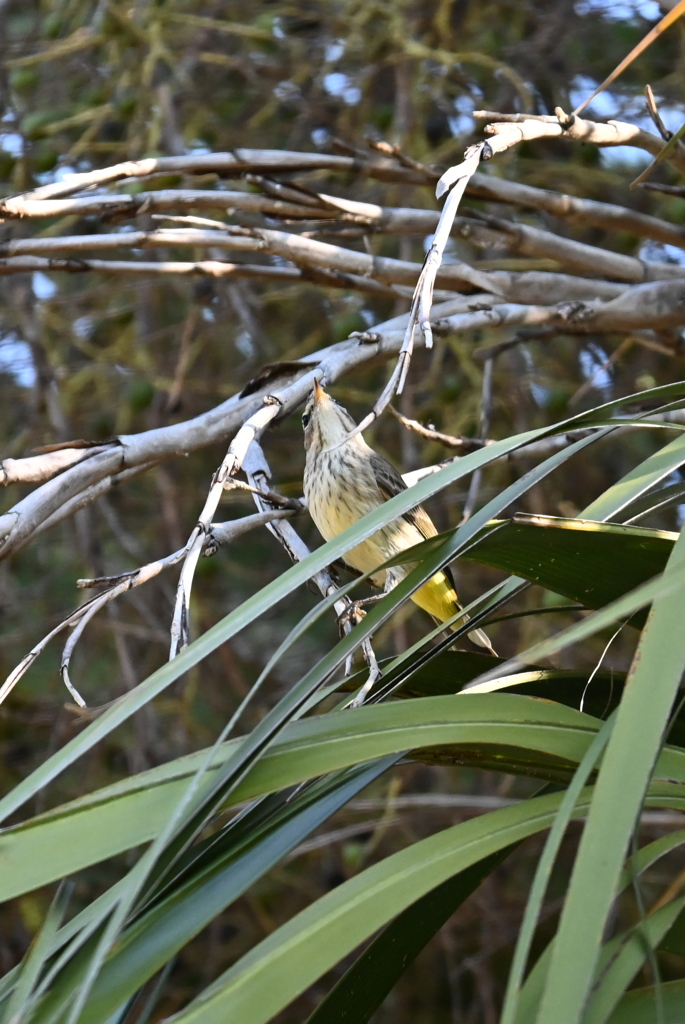 見上げる　11-18-25