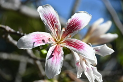 Ceiba Speciosa 12-16-25