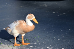 Fawn & White Runner Duck 11-1-24