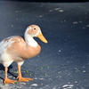 Fawn & White Runner Duck 11-1-24