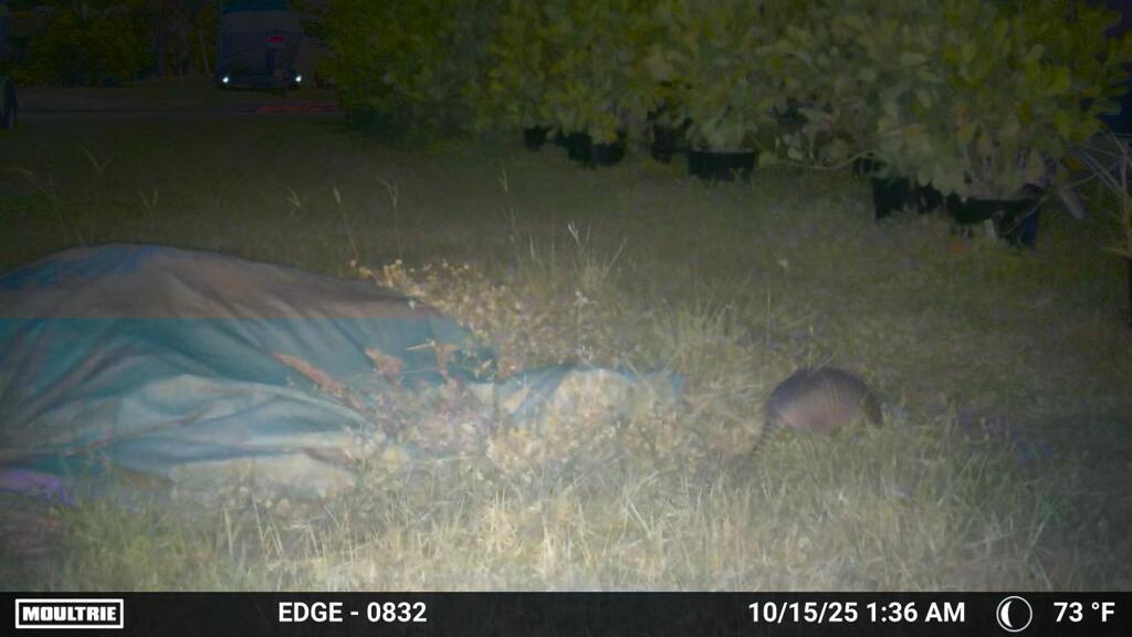 夜中のアルマジロ　10-15-25