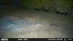 夜中のアルマジロ　10-15-25